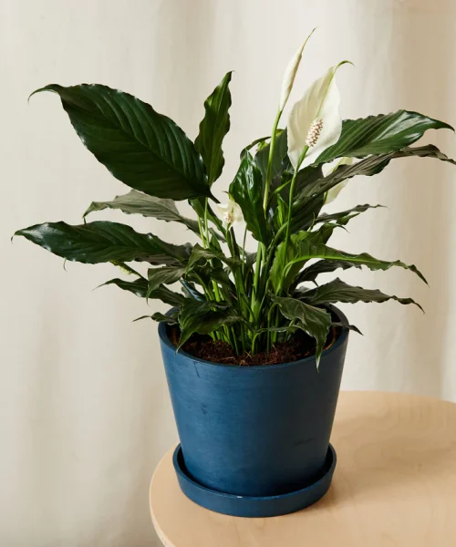 Peace Lily